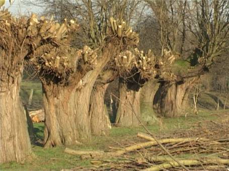 Am Niederrhein : Frisch geschnittene Kopfweiden